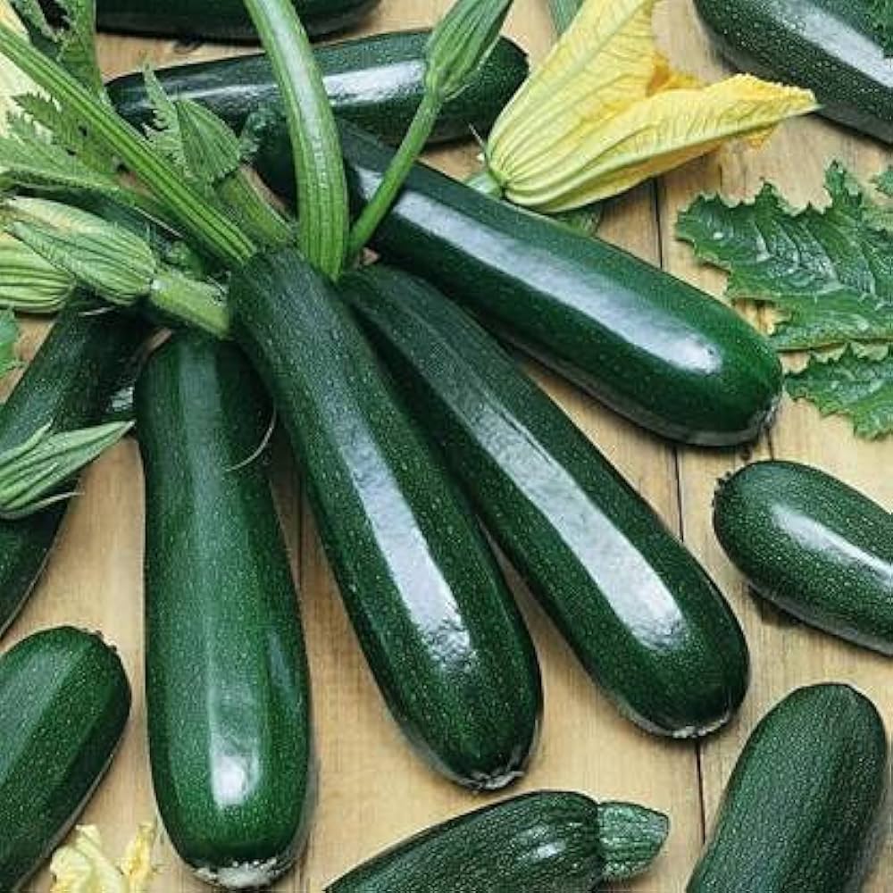 Summer (Squash ‘Seneca Zucchini’) for planting in garden